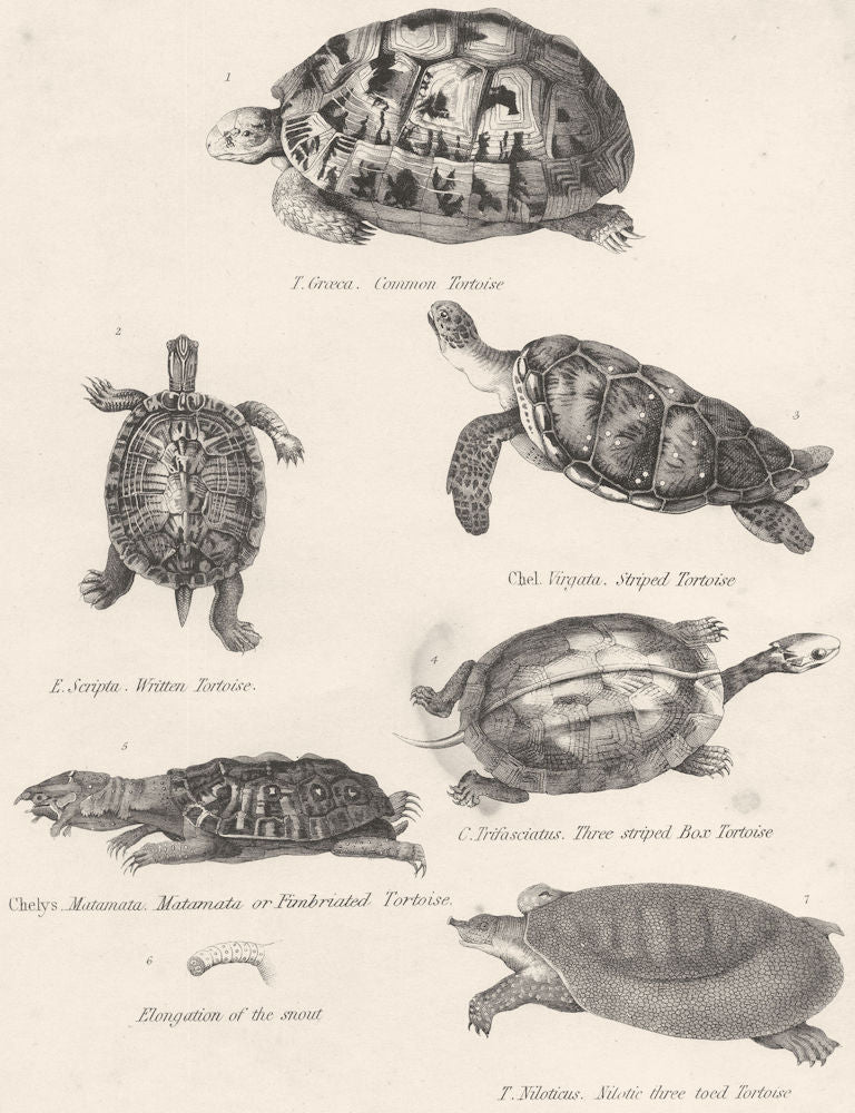 TORTOISES. Cmn; Written; Striped; Matamata Fimbriated Box toed Tortoise 1860